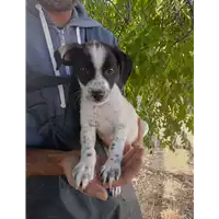 Foto dell\'animale Comune di Corigliano-Rossano - 380260044830706