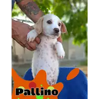 Foto dell\'animale Comune di Corigliano-Rossano - 380260044830996