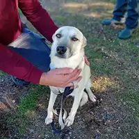 Foto dell\'animale Comune di Corigliano-Rossano - 380260044830859