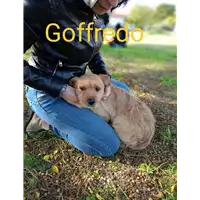 Foto dell\'animale Comune di Corigliano-Rossano - 380260044829723