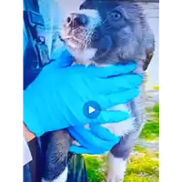Foto dell\'animale Comune di Corigliano-Rossano - 380260044793956