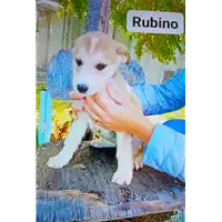 Foto dell\'animale Comune di Corigliano-Rossano - 380260044829421