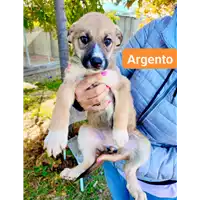 Foto dell\'animale Comune di Corigliano-Rossano - 380260044830282