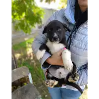 Foto dell\'animale Comune di Corigliano-Rossano - 380260044794134