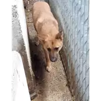 Foto dell\'animale Comune di Corigliano-Rossano - 380260004114413