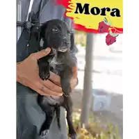 Foto dell\'animale Comune di Corigliano-Rossano - 380260044830968