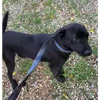 Foto dell\'animale Comune di Corigliano-Rossano - 380260044830601