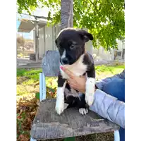Foto dell\'animale Comune di Corigliano-Rossano - 380260044830886