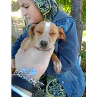 Foto dell\'animale Comune di Corigliano-Rossano - 380260044830316