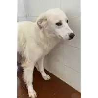 Foto dell\'animale Comune di Corigliano-Rossano - 380260044830531