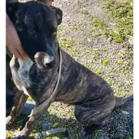 Foto dell\'animale Comune di Corigliano-Rossano - 380260044830740