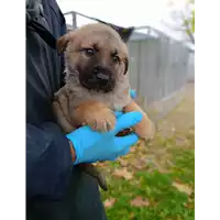 Foto dell\'animale Comune di Corigliano-Rossano - 380260044793851