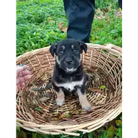 Foto dell\'animale Comune di Corigliano-Rossano - 380260044797400
