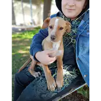 Foto dell\'animale Comune di Corigliano-Rossano - 380260044831064