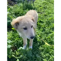 Foto dell\'animale Comune di Corigliano-Rossano - 380260044797522