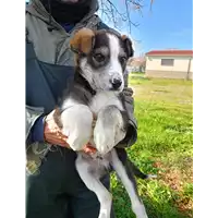 Foto dell\'animale Comune di Corigliano-Rossano - 380260044797576
