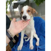 Foto dell\'animale Comune di Corigliano-Rossano - 380260044831806