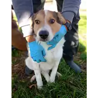 Foto dell\'animale Comune di Corigliano-Rossano - 380260044831241