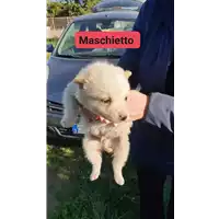 Foto dell\'animale Comune di Corigliano-Rossano - 380260044797437