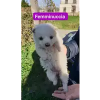 Foto dell\'animale Comune di Corigliano-Rossano - 380260044797514