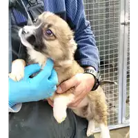 Foto dell\'animale Comune di Corigliano-Rossano - 380260044797638