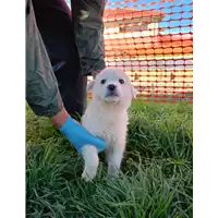 Foto dell\'animale Comune di Corigliano-Rossano - 380260044793874