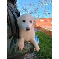 Foto dell\'animale Comune di Corigliano-Rossano - 380260044797734