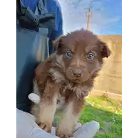 Foto dell\'animale Comune di Corigliano-Rossano - 380260044798215