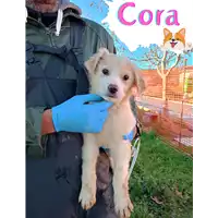 Foto dell\'animale Comune di Corigliano-Rossano - 380260044797973