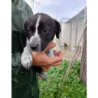 Foto dell\'animale Comune di Corigliano-Rossano - 380260044793951