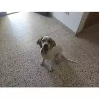 Foto dell\'animale Comune di Corigliano-Rossano - 380260043231465
