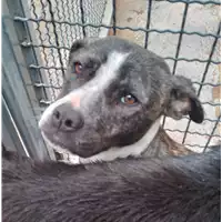 Foto dell\'animale Comune di Corigliano-Rossano - 380260044832605