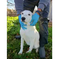 Foto dell\'animale Comune di Corigliano-Rossano - 380260044830998