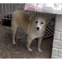 Foto dell\'animale Comune di Corigliano-Rossano - 380260004115754