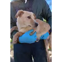 Foto dell\'animale Comune di Corigliano-Rossano - 380260044830555