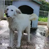 Foto dell\'animale Comune di Corigliano-Rossano - 380260004115837