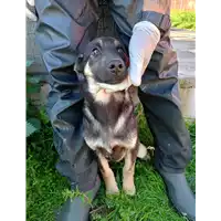 Foto dell\'animale Comune di Corigliano-Rossano - 380260044797401