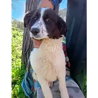 Foto dell\'animale Comune di Corigliano-Rossano - 380260044797856