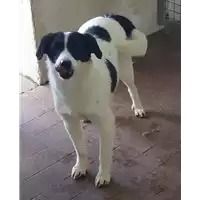 Foto dell\'animale Comune di Corigliano-Rossano - 380260004115716