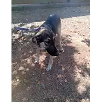 Foto dell\'animale Comune di Corigliano-Rossano - 380260044794061