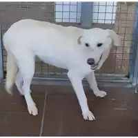 Foto dell\'animale Comune di Corigliano-Rossano - 380260004115908