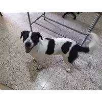 Foto dell\'animale Comune di Corigliano-Rossano - 380260004115822