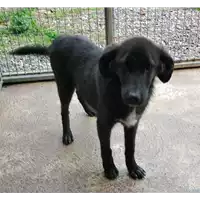 Foto dell\'animale Comune di Corigliano-Rossano - 380260004115713