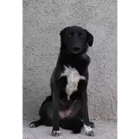 Foto dell\'animale Comune di Corigliano-Rossano - 380260044794124