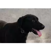 Foto dell\'animale Comune di Corigliano-Rossano - 380260044793346