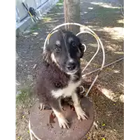 Foto dell\'animale Comune di Corigliano-Rossano - 380260170281361