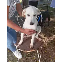 Foto dell\'animale Comune di Corigliano-Rossano - 380260170281366