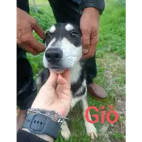 Foto dell\'animale Comune di Corigliano-Rossano - 380260170281368