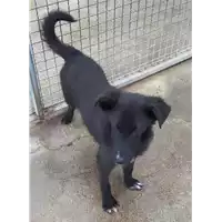 Foto dell\'animale Comune di Corigliano-Rossano - 380260004115733
