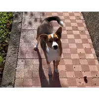 Foto dell\'animale Comune di Corigliano-Rossano - 380260004115937